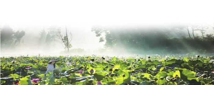太安香水百荷。
