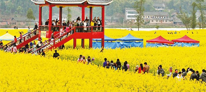 三月十八日，游客在潼南油菜花景区游玩。全媒体记者李扬摄
