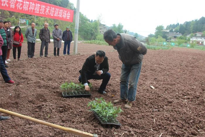 专家向贫困户讲解花椒种植技术。
