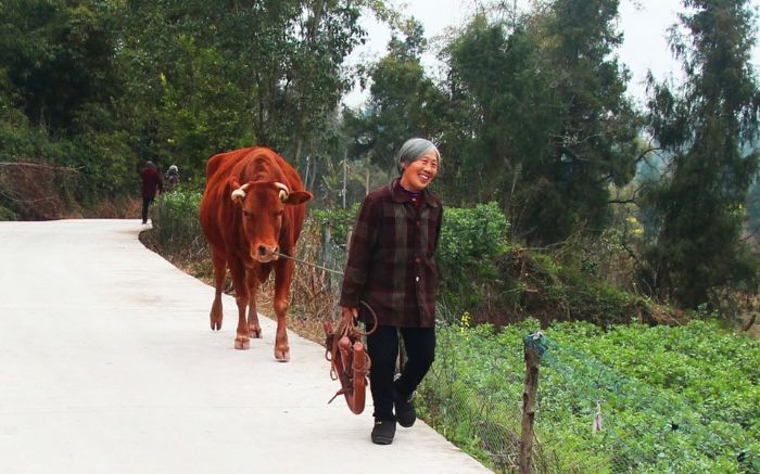 脱贫户卿生贵在新硬化公路上牵牛回家。
