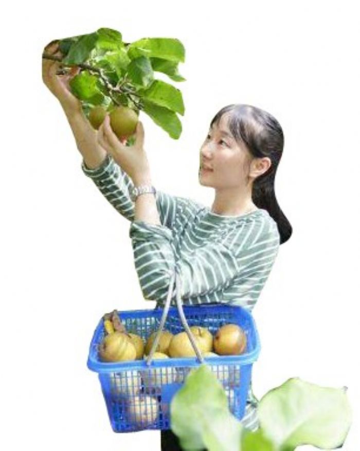 游客采摘乐。
