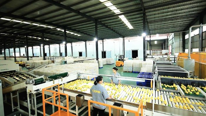 汇达柠檬生产车间。