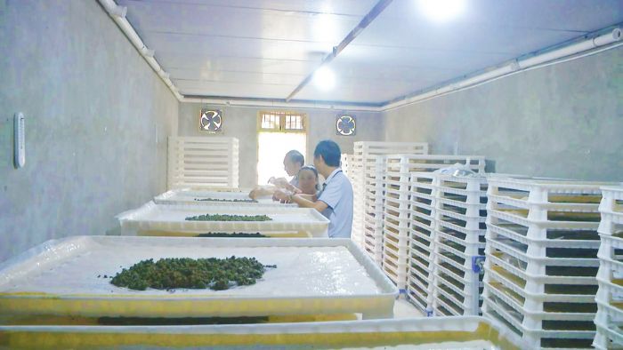 重庆员都蚕业发展有限公司人工饲料养殖室。
