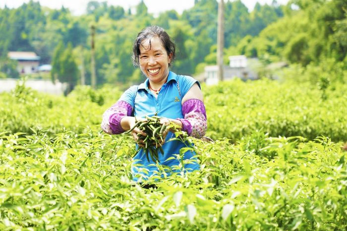 ▲村民采摘辣椒。
　
