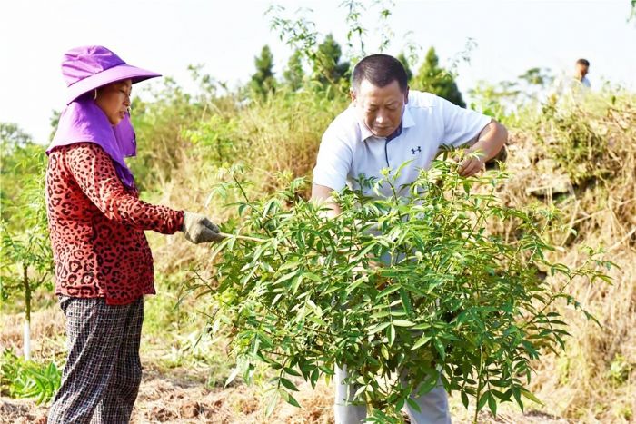 文静（右）和村民一起察看花椒长势。
