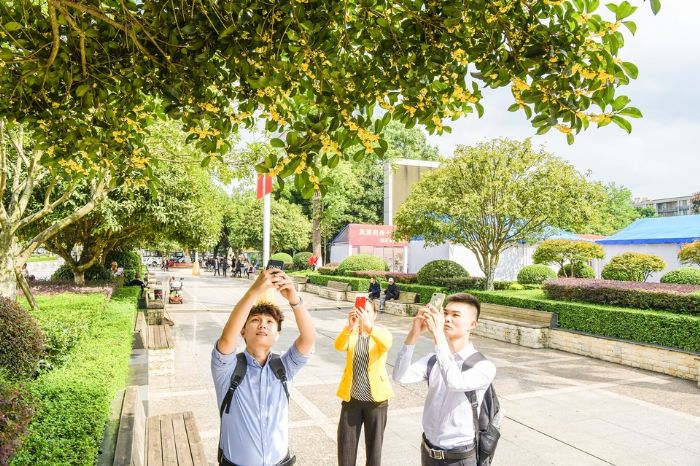 市民用手机拍摄桂花
