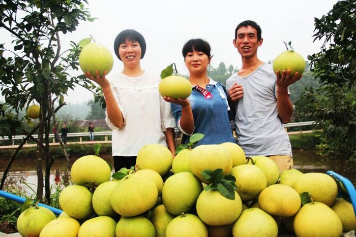 市民高兴地托起采摘的宝龙柚
