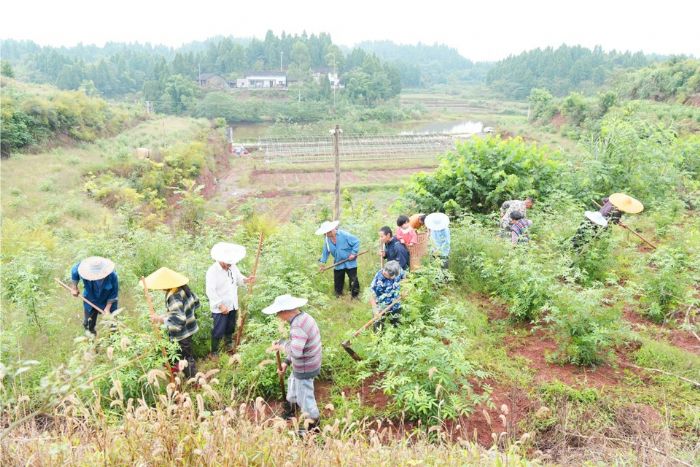 村民在花椒基地干活
