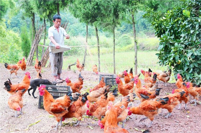 蓝培学正在喂鸡
