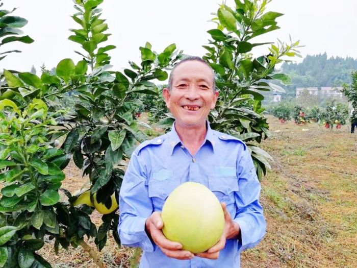 柚子喜获丰收，村民笑开颜
