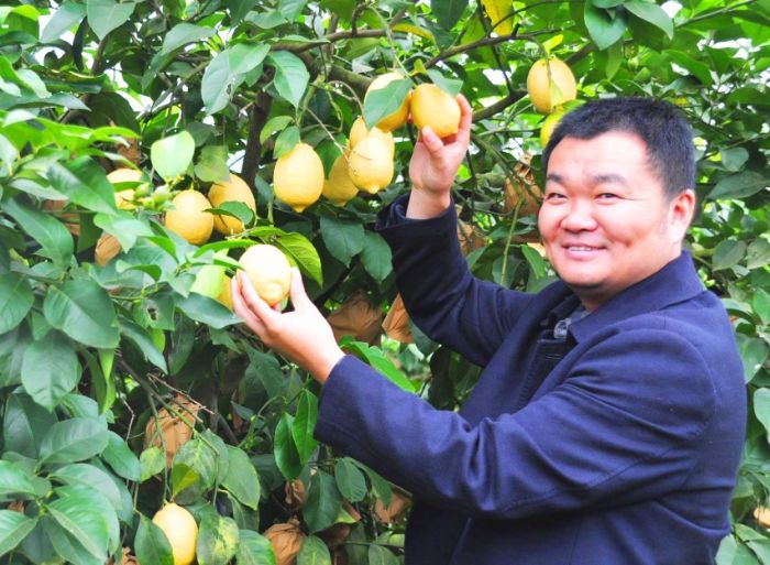 柠檬喜获丰收
