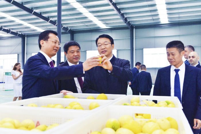 曾菁华为李明清（中）介绍潼南柠檬特点。
