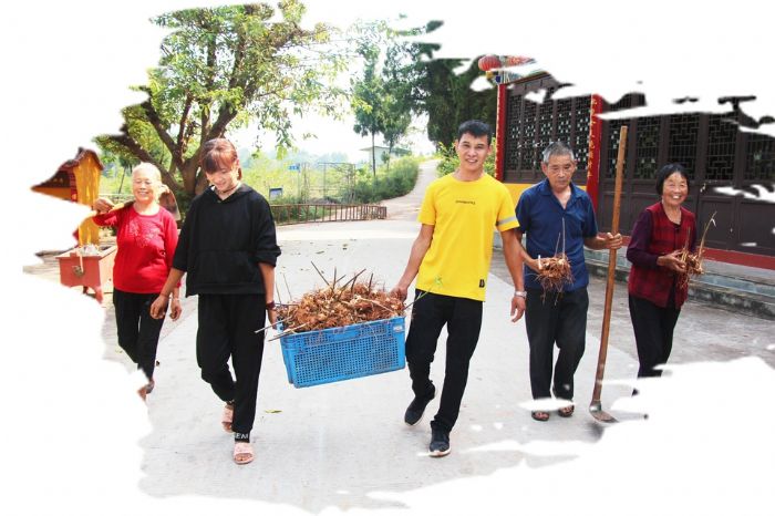 刘珈与村民抬着在中药材基地挖的黄精，满载而归。
