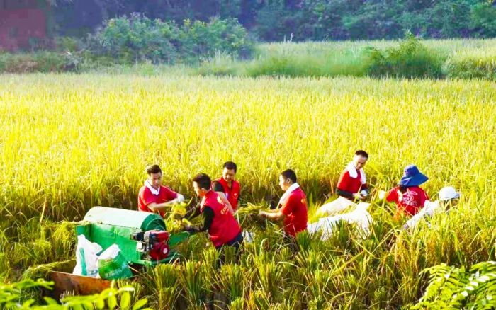 “山茶花”扶贫接力志愿服务队秋收助农
