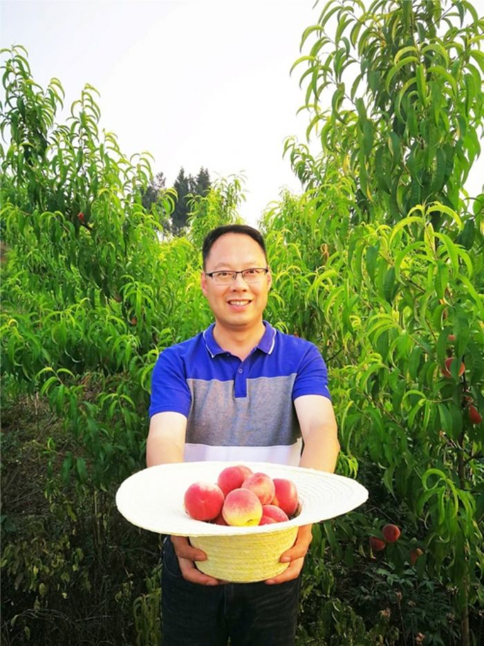 江涛引进的水蜜桃喜获丰收
