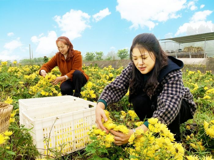 工人采摘金丝皇菊
