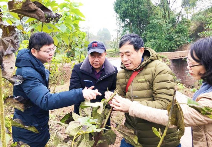 专家对果桑枝虫害部位进行“会诊
