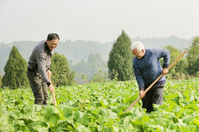 贫困户在基地务工，拓宽了收入渠道。
