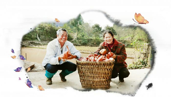 贫困户邹远超（左）成为合作社的股东。

