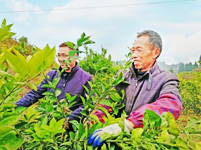 张地伟（左）指导贫困户修枝。
