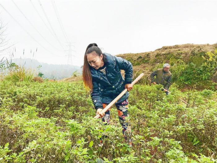 　　天台村3社贫困户尹明方在艾草基地干活。
