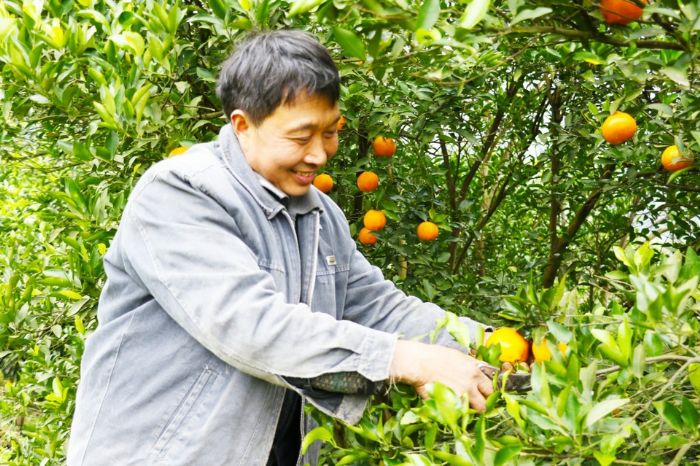 王行强采摘椪柑
