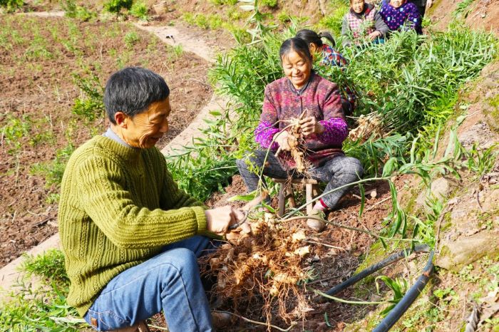 村民在黄精基地务工
