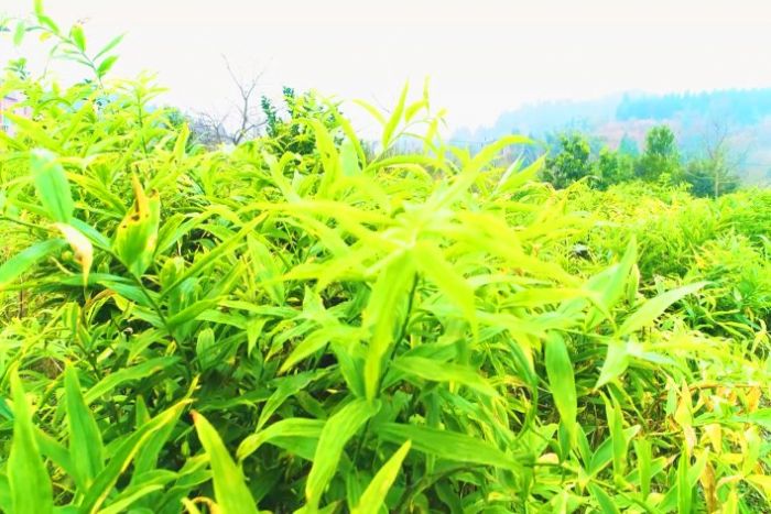 卧佛镇天台村黄精基地
