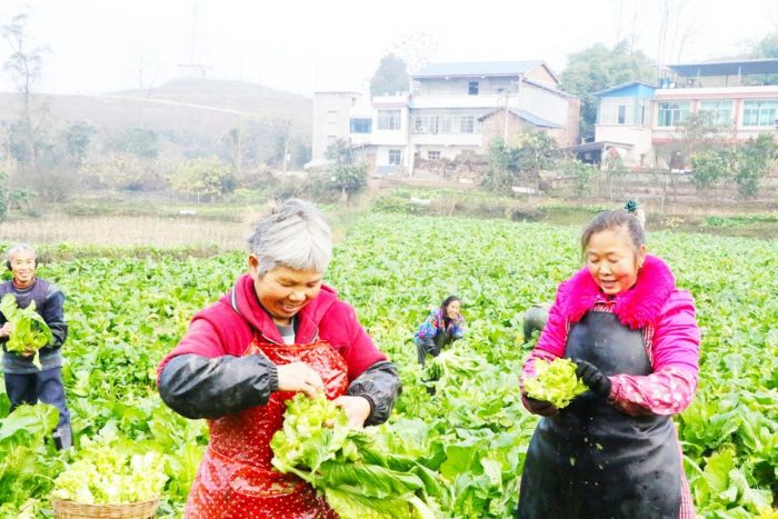 儿菜丰收
