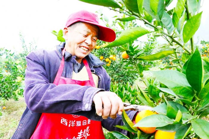 采收血橙
