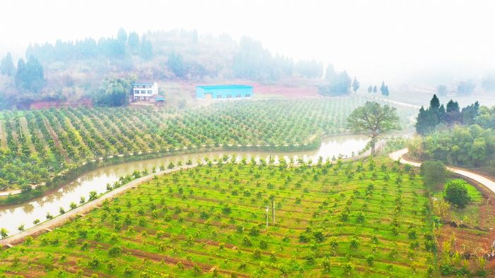 双桥村血橙种植基地
