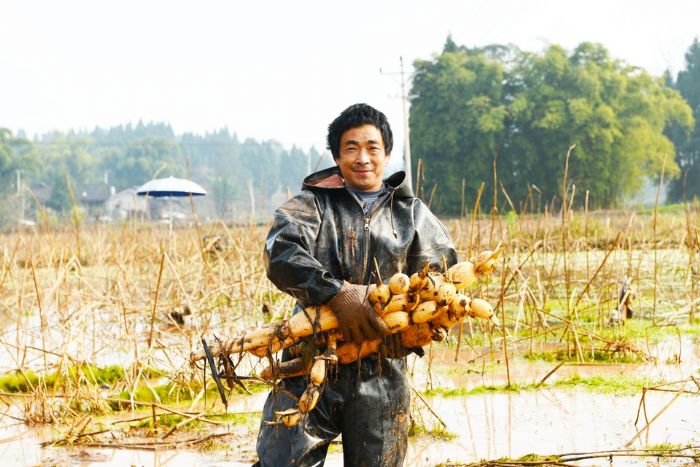 倪纯兵的莲藕丰收
