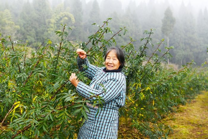 贫困户在花椒基地务工
