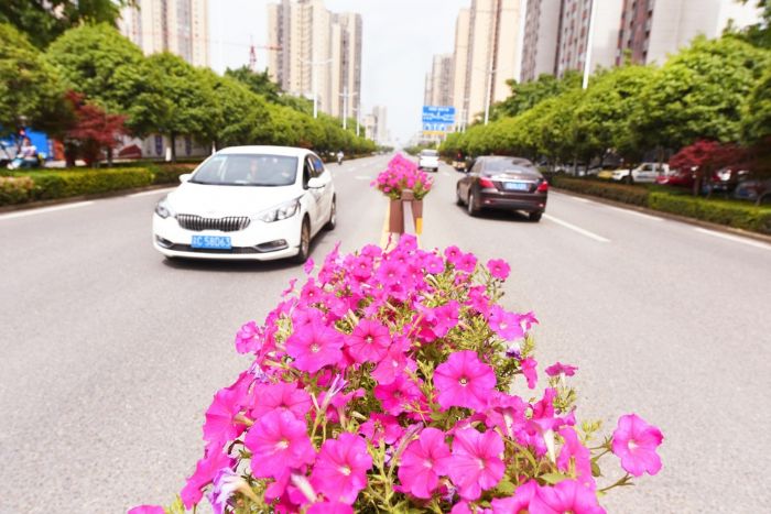 道路中央的隔离带花团锦簇、绿意盎然。
