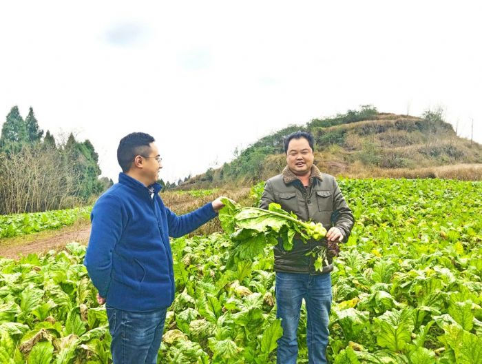 走访种菜大户吉红喜
