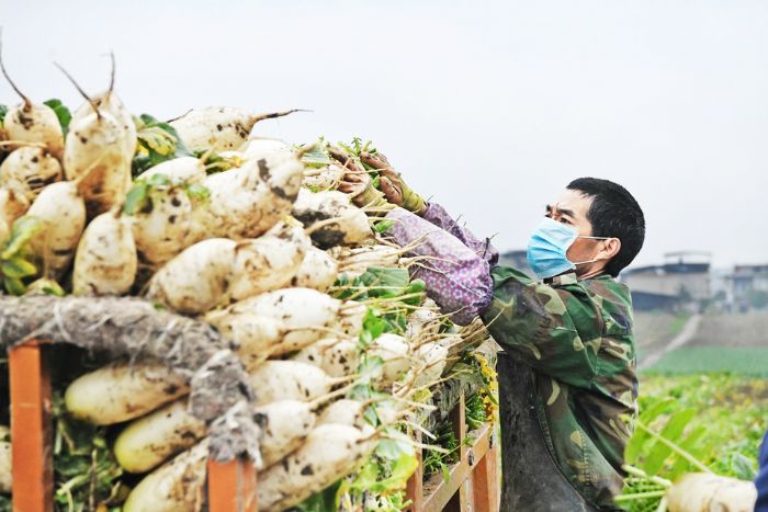 村民正在装载萝卜
