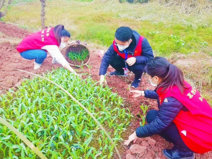 志愿者帮助村民移栽玉米苗。。
