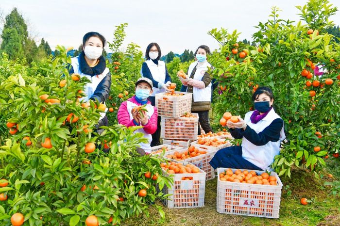 志愿者采摘沃柑。
