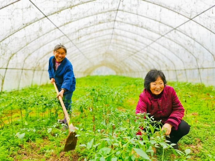 贫困群众在辣椒基地除草。。
