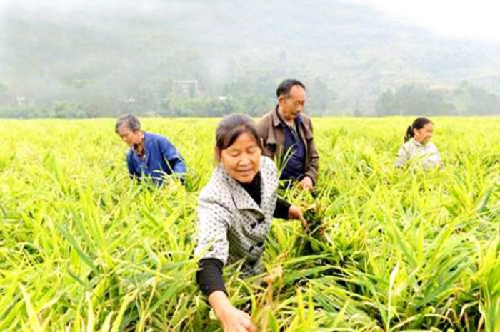 姜农正在田间管理。
