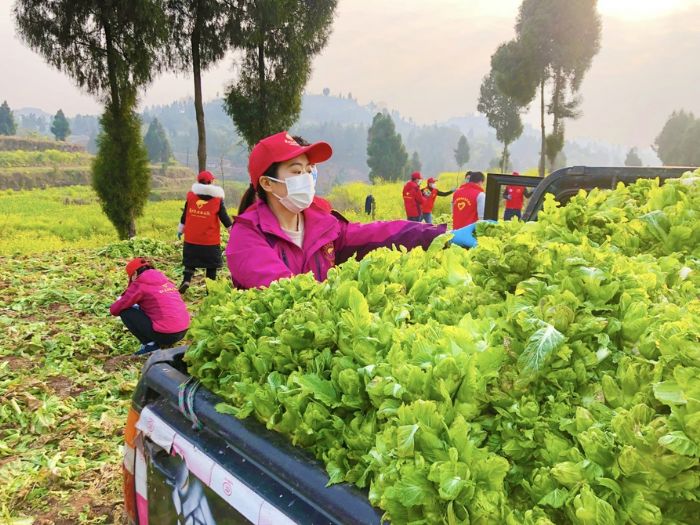 蒋璐蔓与志愿者一起采收蔬菜。
