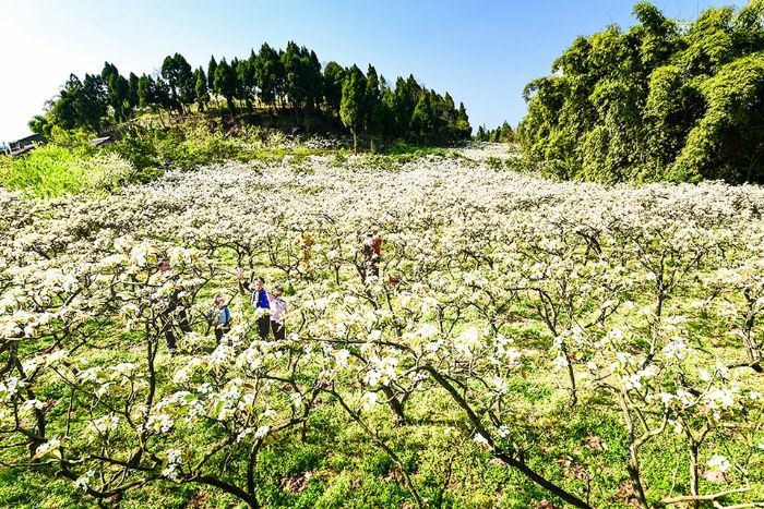 花岩镇梨花核心景区
