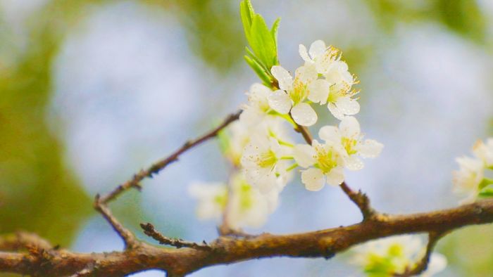 李花。
