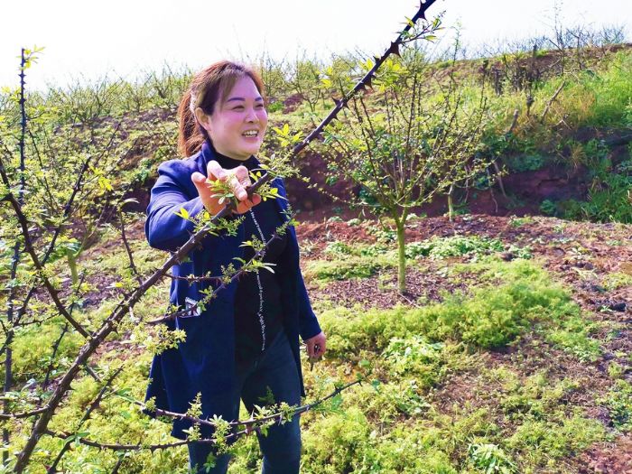 花椒树枝叶繁茂。
