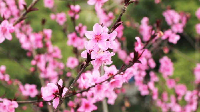 桃花。
