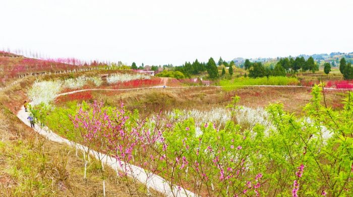 宝龙镇龙湾村桃花竞相开放。
　　全媒体记者王浪印茜摄
