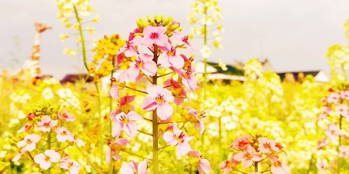 彩色油菜花。
