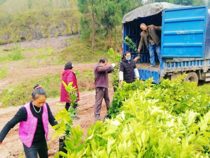 村民们搬运沃柑苗准备移栽。
