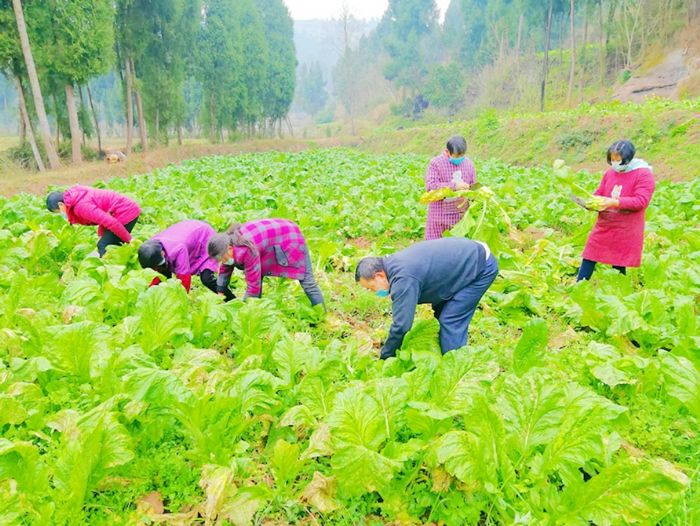 村民们收获儿菜。
