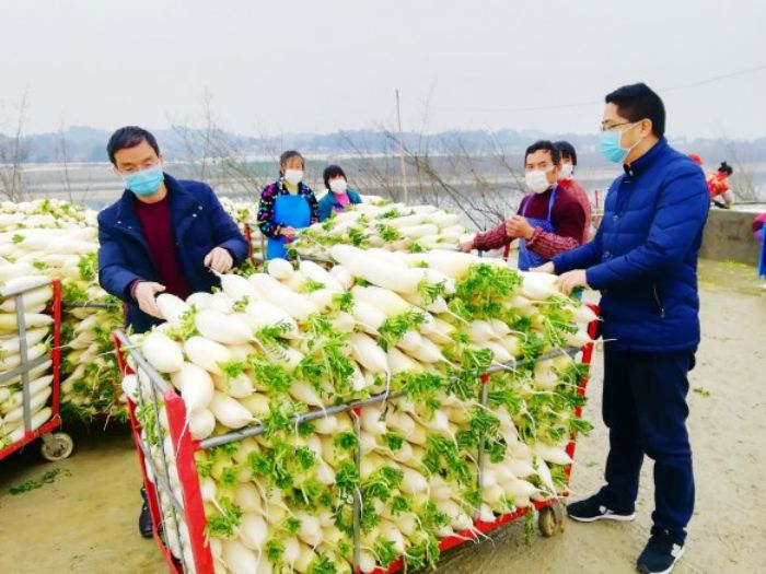 岳家村萝卜喜获丰收。
